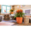 Classico Pot Planter-36483412-36483411