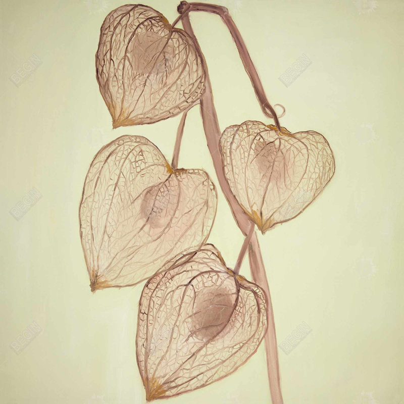 «Growing Ground Cherries»