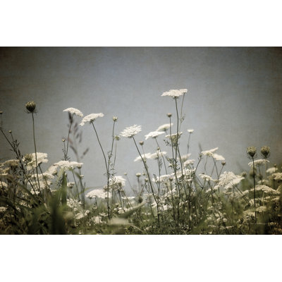 " Queen Annes Lace Field I "
