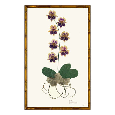 Orchid I Print
