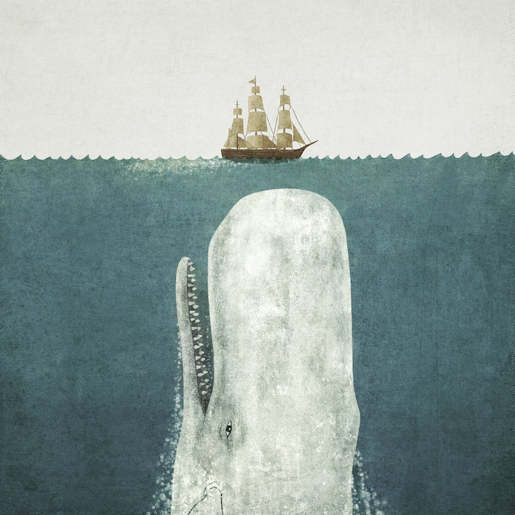 « white baleine », impression sur toile tendue, H 18 po x l 18 po x P 1,5 po, Toile tendue