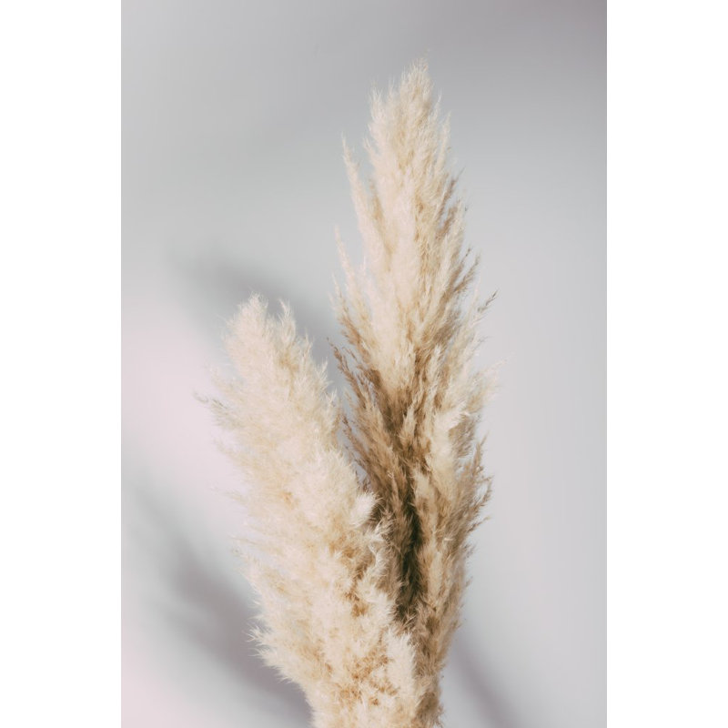 Pampas Grass, 76.2 cm H x 50.8 cm W