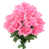 Rose est en rupture de stock