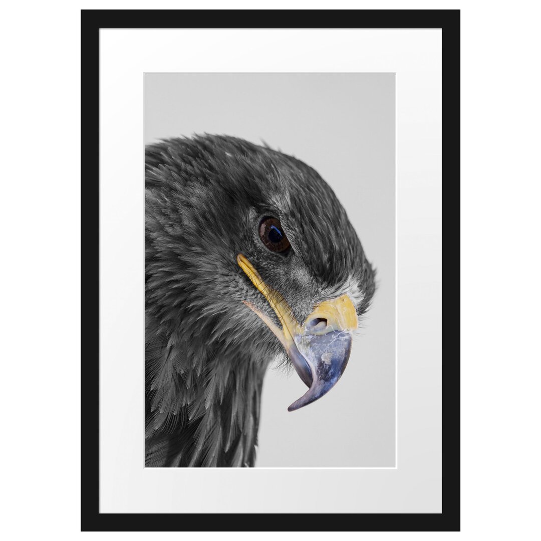 Gerahmtes Poster Wunderschöner Adler im Portrait