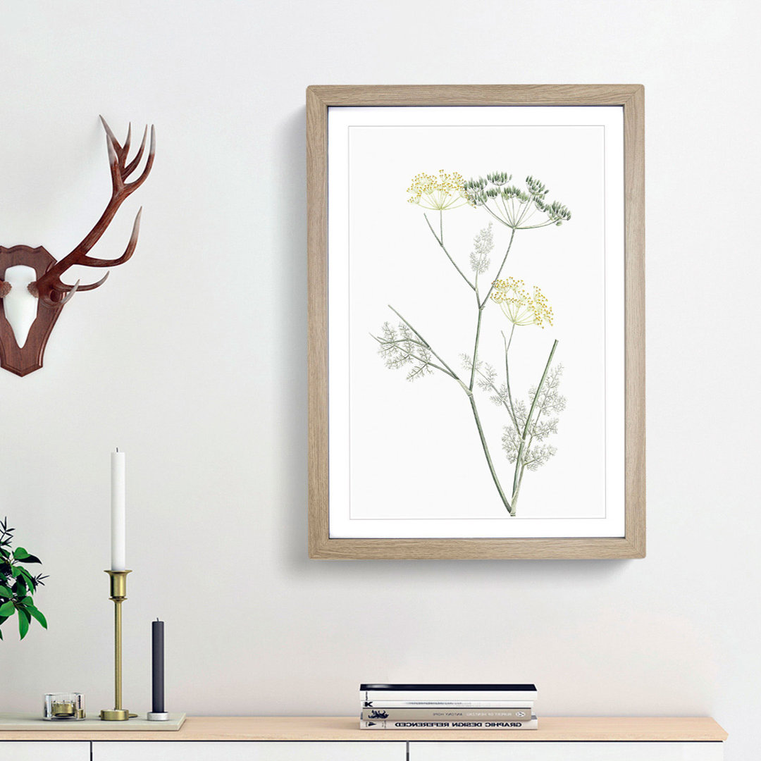 Blooming Fennel Flowers by Pierre-Joseph Redoute - Picture Frame Painting Print