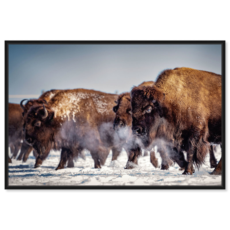 Buffalo Herd In A Snow Landscape Print, 21" H x 31" W, Black Framed