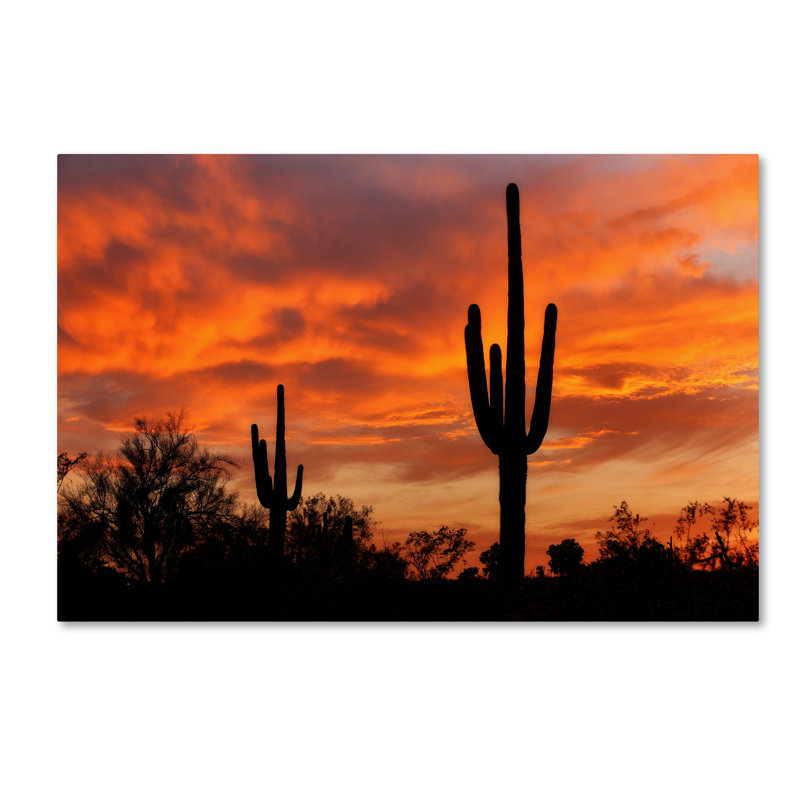 Alexan «Saguaros Amazing Sunset 5», reproduction de photo sur toile tendue, 16 po x 24 po