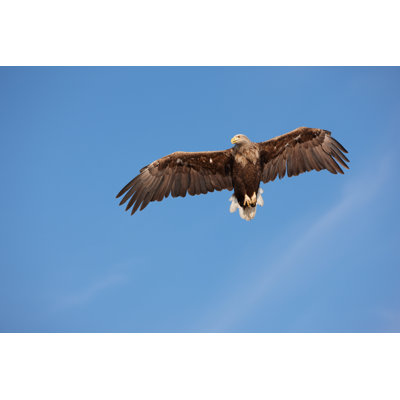 White-Tailed Eagle (Haliaeetus Albicilla) by Kaidokarner