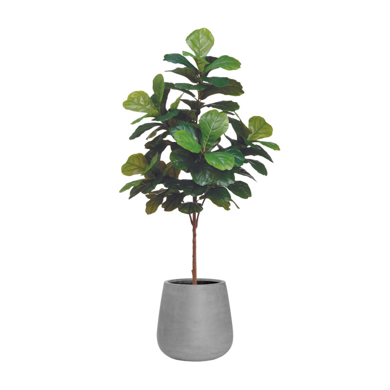 6' Fiddle Leaf Tree with Fiberstone Planter