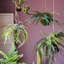 Plante à rustique