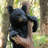 Climbing Black Bear Cub Statue