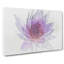 Water Lily In Abstract - Wrapped Canvas-55299443