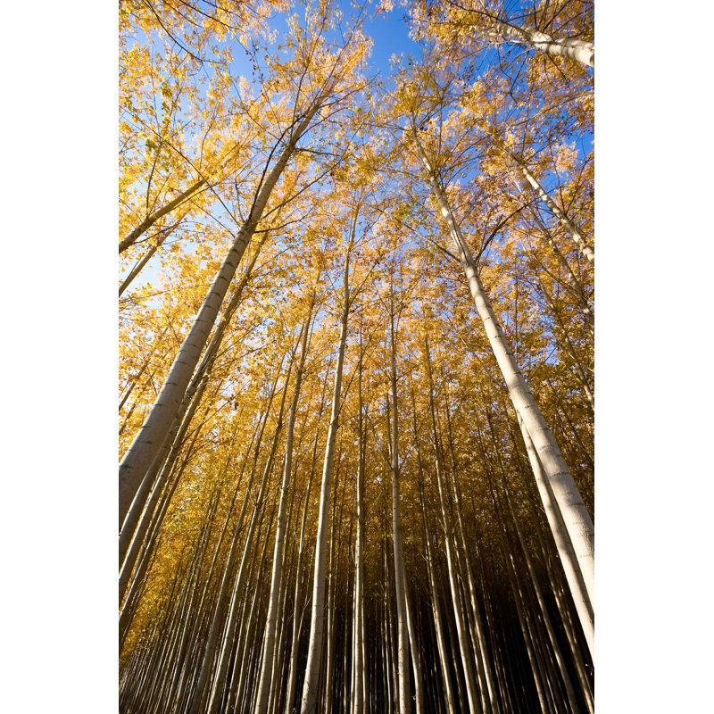 Tall Tall Poplars - Photographie sur toile tendue, H 48 po x l 32 po