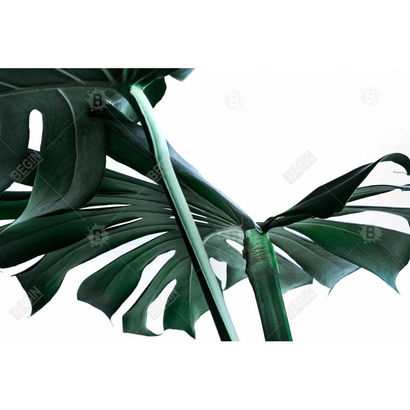 " Monstera Deliciosa "