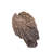 Medium Vulture