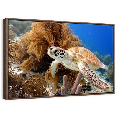 Turtle Reef