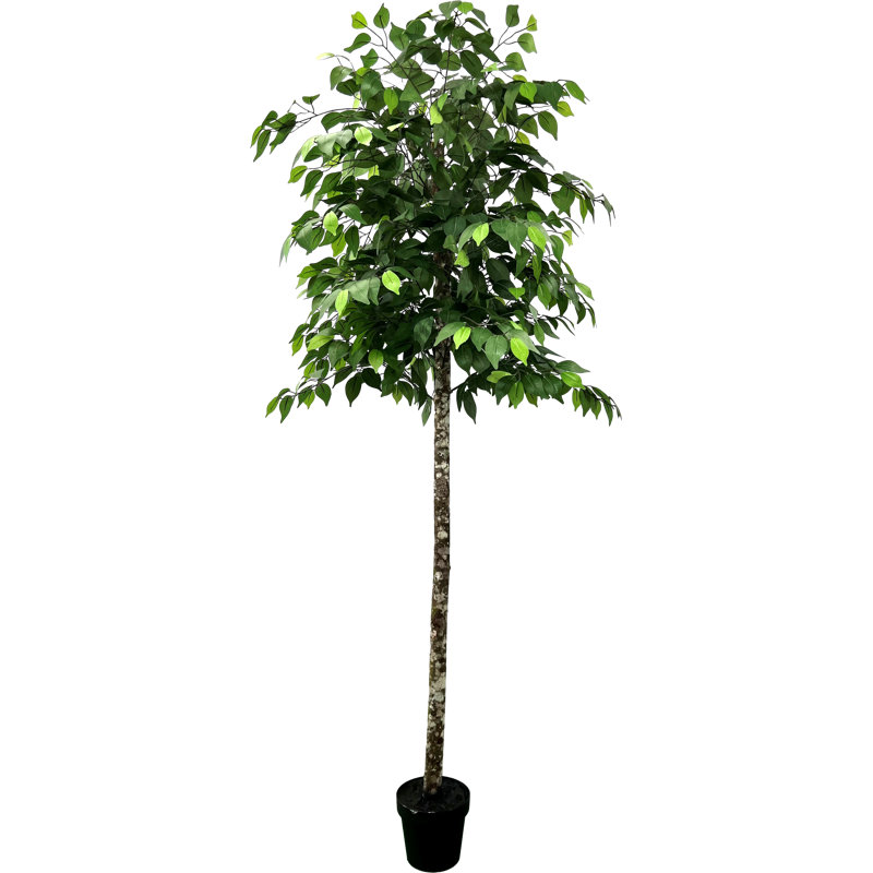 Hand-Made Primrue Modern 6.5'' Artificial Ficus Tree