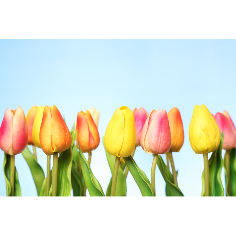 Tulips by Sadeugra - Wrapped Canvas Print, 51cm H x 76cm W
