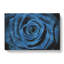 Pretty Blue Rose - Wrapped Canvas-56630148