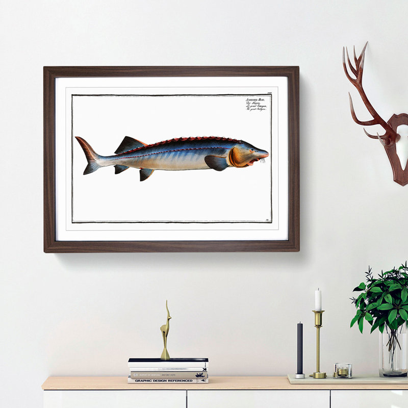 Great Sturgeon Fish by M.E. Bloch - Framed Print, 27cm H x 36cm W x 2cm D, Walnut Framed