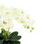 Orchid Floral Arrangement in Decorative Ceramic Vase