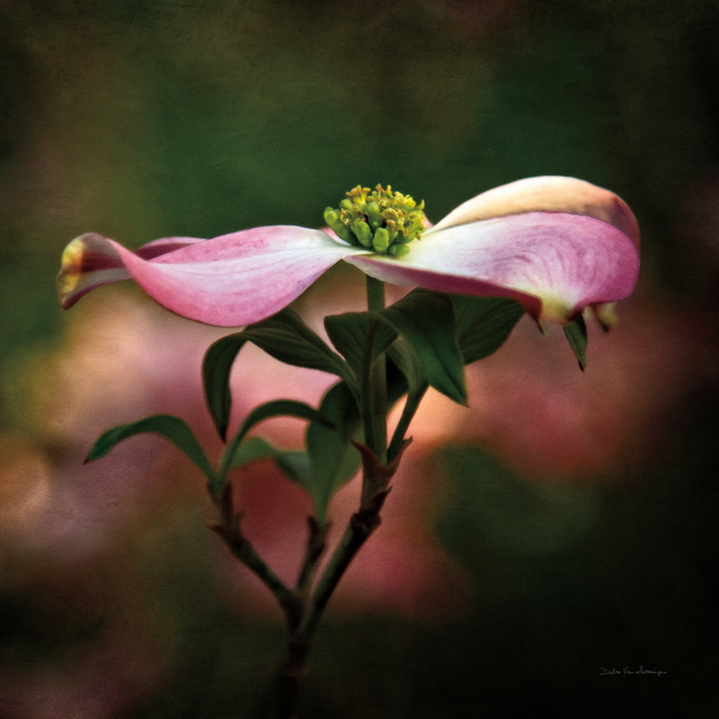 Pink Dogwood I by Debra Van Swearingen - Wrapped Canvas Print, 30cm H x 30cm W