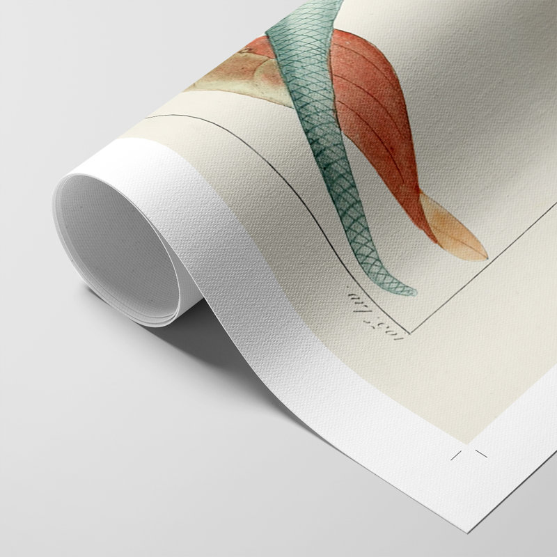 Turpin Tropical Botanicals II - Impression sur toile seulement - NON-CADRE