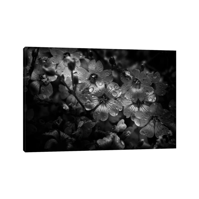 Black And White Petunia by Brian Carson - Wrapped Canvas Print, 20.32 cm H x 30.48 cm W