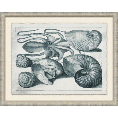 Aquatic Specimines 4 Print