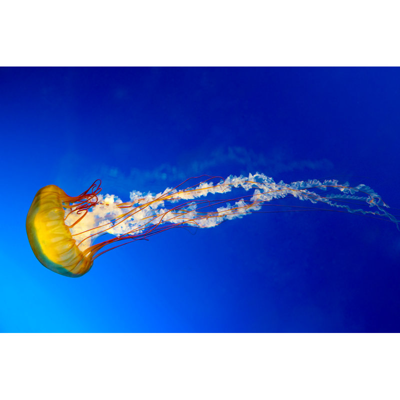 Sea Nettle Jellyfish by Rixipix - Wrapped Canvas Print, 30cm H x 46cm W x 3.8cm D