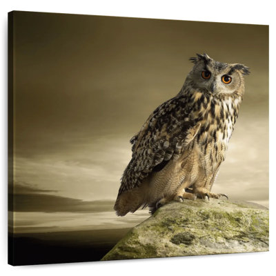 Brampt Owl On A Rock