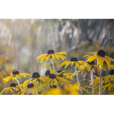 Llorente Yellow Oxeye Daisy 1 Piece Wrapped Canvas Wall Art