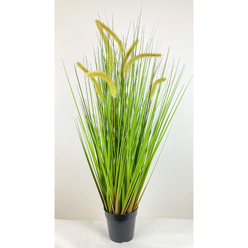 Herbe en pot