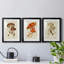 Champignon Variétés VI, reproduction encadrée de qualité supérieure, prête à être accrochée-898072088-898072090-898086850