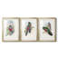 Gould Tropical Birds IV - reproduction encadrée sur mesure de qualité supérieure mate - 3 pièces-39615873-39615885