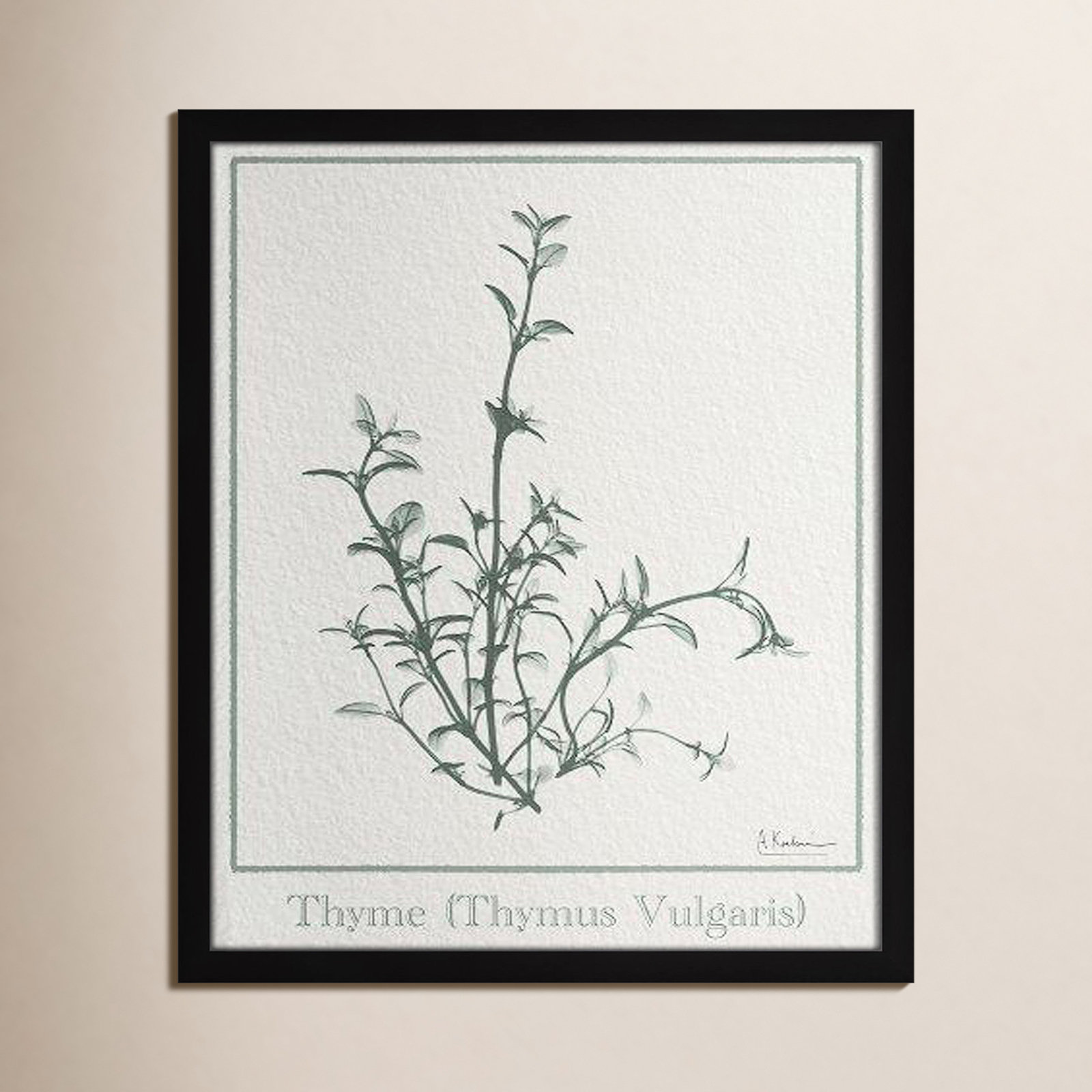 Jeanette "Thymus Vulgaris" Print, 19" H x 16" W x 1.25" D, Satin Black Framed Paper