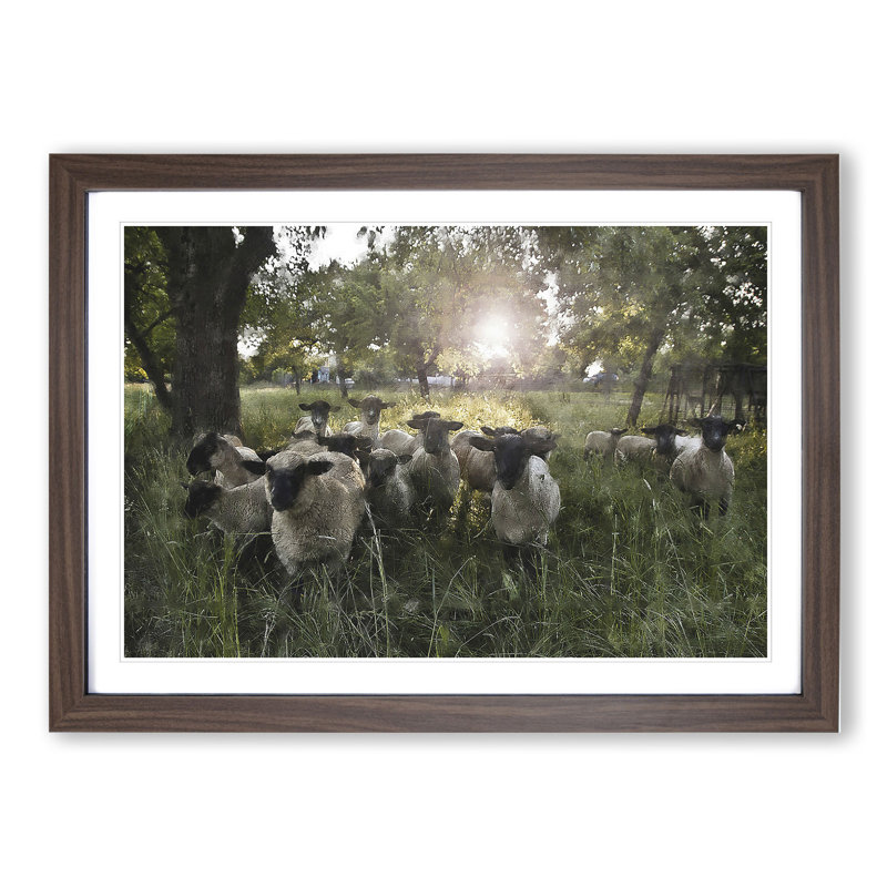 Flock of Sheep Vol.3 - Framed Print, Walnut Framed, 48cm H x 65cm W x 2cm D