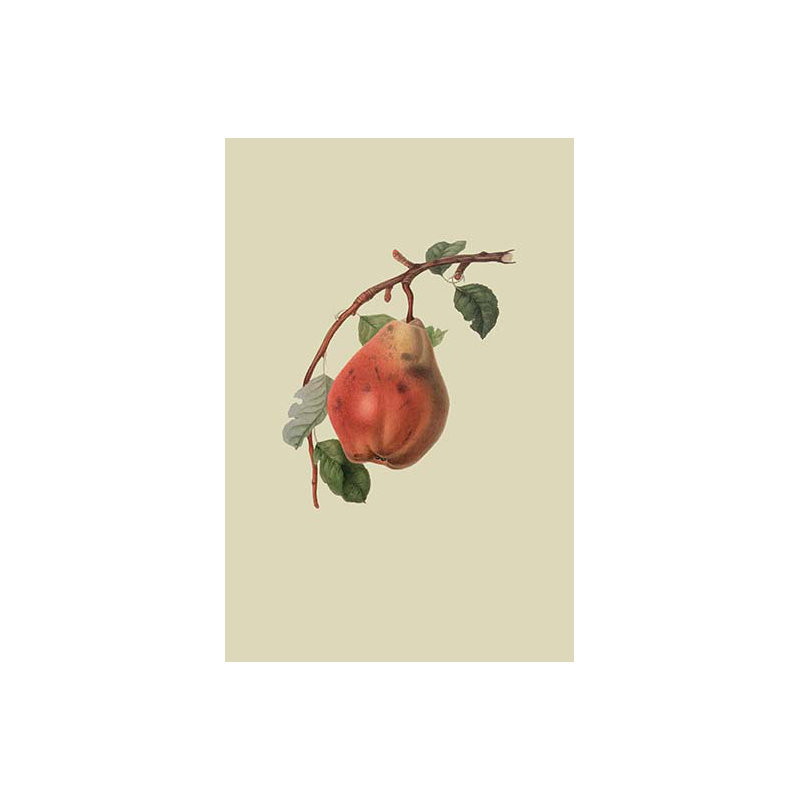 « chaumontel poirier » par william hook, impression, H 42 po x l 28 po x P 1,5 po