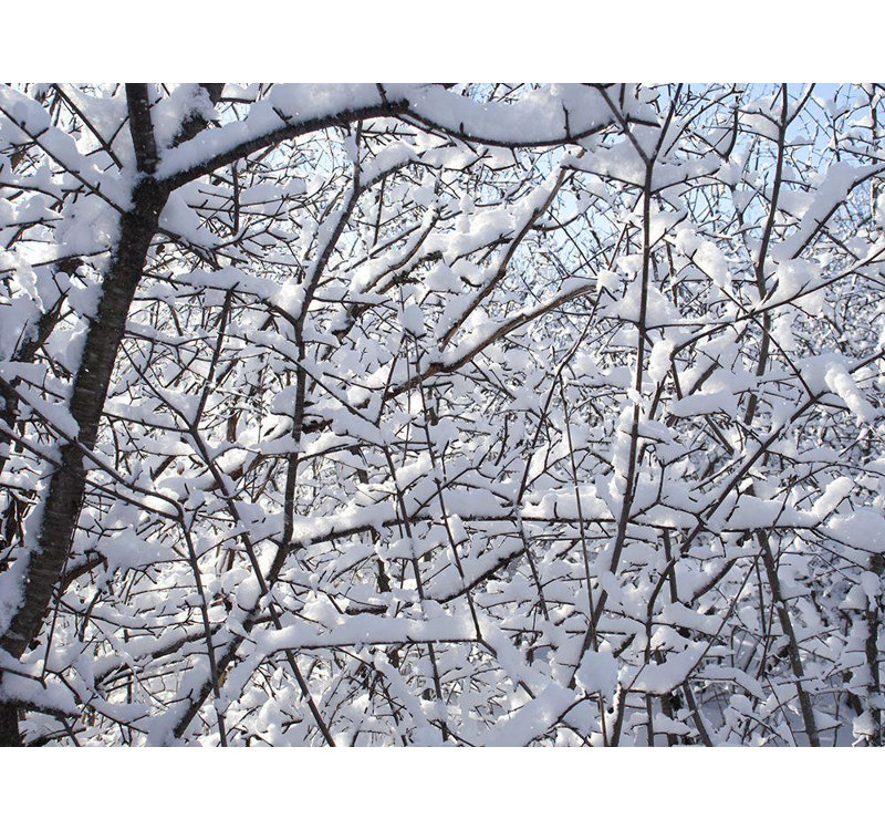 Hokku Designs Bonin, Suzanne, reproduction d'art sur toile tendue: Still Winter, H 36 po x l 47 po