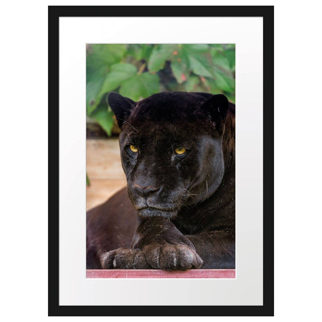 Schöner Black Panther" Gerahmtes Fotoposter