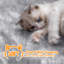 209cm H Cat Tree-1684180241