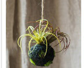 Plante à rustique, H 5,1 po x l 5,1 po x P 5,1 po