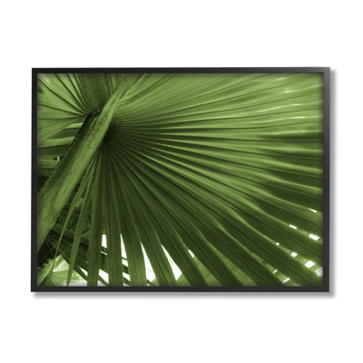 " Close Up Palm Leaf "