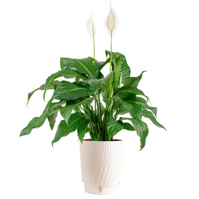 Peace Lily Plant in Basket