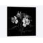 «Alstoemeria VII, B&W» par Magda Indigo, impression sur toile-31919981-73560884-73560885