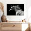 Cheval arabe Brampt-106051565