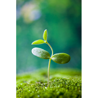 " Sprout Growing " by Oluolu3