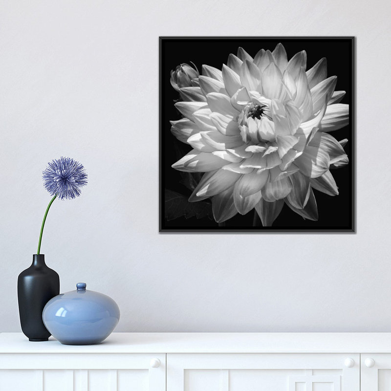 «White Dahlia II», impression sur toile, H 18 po x l 18 po x p 1,5 po, Toile avec cadre noir, Pas de tapis