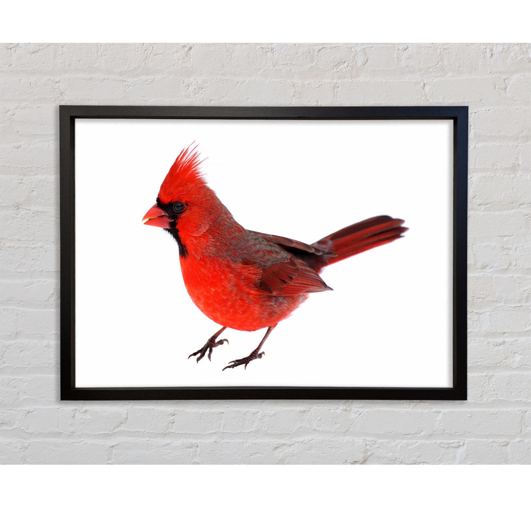 Scarlet Tanager Vogel - Einzelner Bilderrahmen Kunstdrucke auf Leinwand