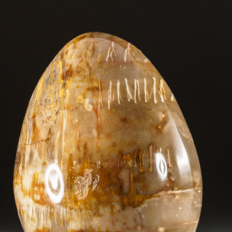 Petrified Wood Egg, Yellow/Brown, 3" H x 2" W x 2" D